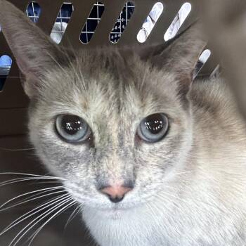 Domestic Short Hair Cats Available for Adoption in Binghamton, New York - Betty Crocker | PetCurious