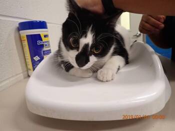 Domestic Short Hair Cats Available for Adoption in St. Peters, Missouri - Q | PetCurious