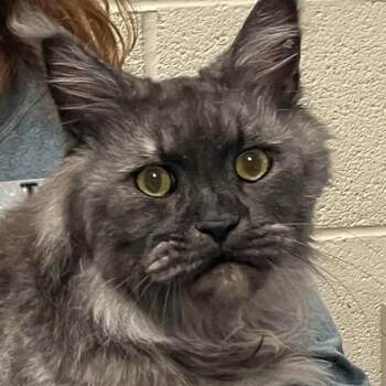 Maine Coon Cats Available for Adoption in Dekalb, Illinois - Wolverine | PetCurious