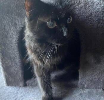 Cat Girl -  Bombay Cat for Adoption in Anthem, Arizona - Cat Girl | PetCurious