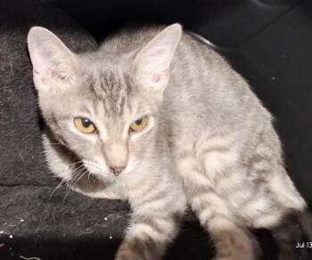 Grey Boy - A Gentle Heart Waiting to Bloom -  Domestic Short Hair Cat for Adoption in Prescott, Arizona - Grey Boy - A Gentle Heart Waiting To Bloom | PetCurious