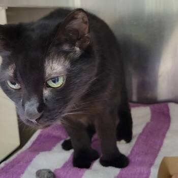 Sarah -  Domestic Short Hair Cat for Adoption in Des Moines, Iowa - Sarah | PetCurious