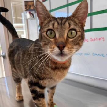 Domestic Short Hair Cats Available for Adoption - Gemma | PetCurious