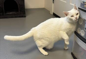 Rescue Domestic Short Hair Cats for Adoption in Floyd, Virginia - Snowbell | PetCurious