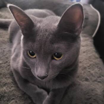 Rescue Russian Blue and Domestic Short Hair Cats for Adoption in Antioch, California - Baby Boo | PetCurious