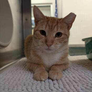 Domestic Short Hair Cats Available for Adoption - Spider Monkey | PetCurious