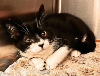 Pippy -  Domestic Short Hair Cat for Adoption - Pippy | PetCurious