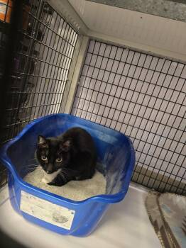 Domestic Short Hair Cats Available for Adoption in Vancouver, Washington - Wuggy | PetCurious