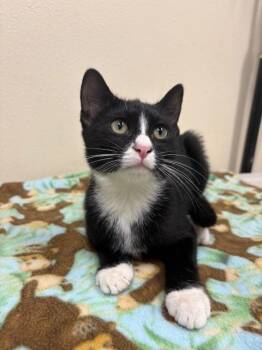 Rescue Domestic Short Hair Cats for Adoption in Ladysmith, Wisconsin - Magnus | PetCurious