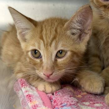 Keane -  Domestic Short Hair Cat for Adoption in Los Angeles, California - Keane | PetCurious