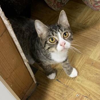 Tarzan Estep -  Domestic Short Hair Cat for Adoption in Woodstock, Virginia - Tarzan Estep | PetCurious