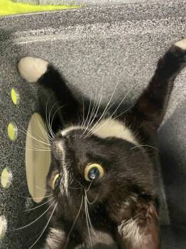 MOREL -  Domestic Short Hair Cat for Adoption in Kent, Washington - MOREL | PetCurious
