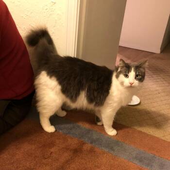 Teddy -  Domestic Long Hair Cat for Adoption in Morgan Hill, California - Teddy | PetCurious
