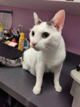 Bella -  Domestic Short Hair Cat for Adoption in Cedar Rapids, Iowa - Bella | PetCurious