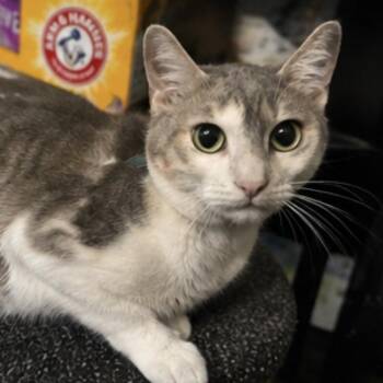 Rin -  Domestic Short Hair Cat for Adoption in Boston, Massachusetts - Rin | PetCurious