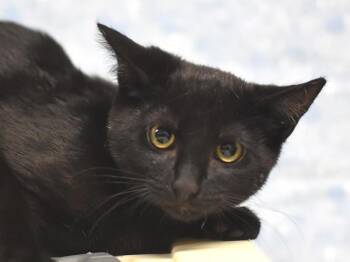 Purrelli -  Domestic Short Hair Cat for Adoption in Portland, Oregon - Purrelli | PetCurious