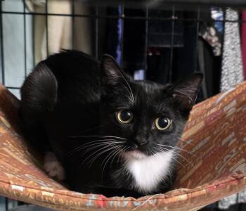 Nebula -  Domestic Short Hair Cat for Adoption in Phoenix, Arizona - Nebula | PetCurious