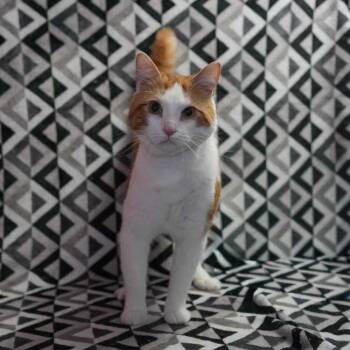 Ziggy -  Domestic Short Hair Cat for Adoption in Wheaton, Illinois - Ziggy | PetCurious