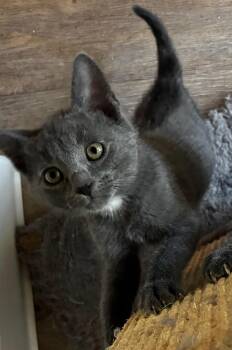 Kali (bonded with Lewis) -  Domestic Short Hair Cat for Adoption in San Francisco, California - Kali (bonded With Lewis) | PetCurious