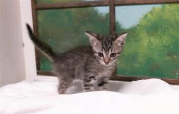 RENZO -  Domestic Short Hair Cat for Adoption in Houston, Texas - RENZO | PetCurious