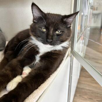 Faye -  Domestic Short Hair Cat for Adoption in Redwood City, California - Faye | PetCurious