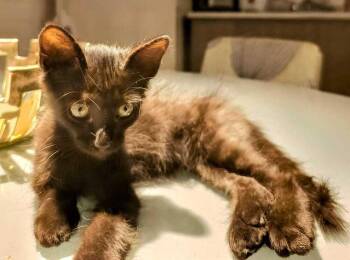 Honey -  Domestic Short Hair Cat for Adoption in Naranjito, Naranjito - Honey | PetCurious
