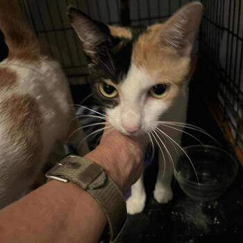 Rescue Domestic Short Hair Cats for Adoption in Huntington, West Virginia - Lorna | PetCurious