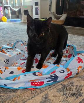 Mocha -  Domestic Medium Hair Cat for Adoption in Warner Robins, Georgia - Mocha | PetCurious