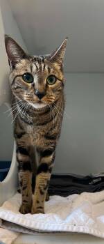 Namy -  Domestic Short Hair Cat for Adoption in Delson, Quebec - Namy | PetCurious