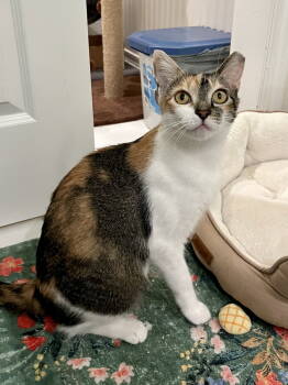 Rescue Domestic Short Hair Cats for Adoption in Long Beach, California - Paloma | PetCurious