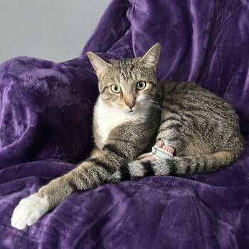 Clancy -  Domestic Short Hair Cat for Adoption in London, Ontario - Clancy | PetCurious