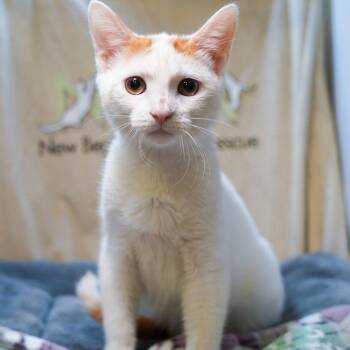 Palmer -  Tabby and Domestic Short Hair Cat for Adoption in Garland, Texas - Palmer | PetCurious