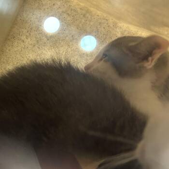 Domestic Short Hair Cats Available for Adoption in Philadelphia, Pennsylvania - Pencil Sharpener | PetCurious