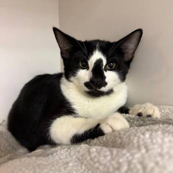 Hanalei -  Domestic Short Hair Cat for Adoption in Redwood City, California - Hanalei | PetCurious