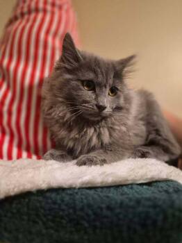 Domestic Long Hair Cats Available for Adoption - Misty | PetCurious