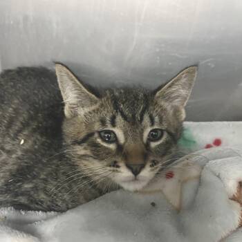 Fudge -  Domestic Short Hair Cat for Adoption in Idaho Falls, Idaho - Fudge | PetCurious