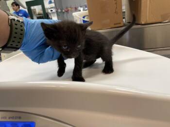 Domestic Short Hair Cats Available for Adoption in Thousand Palms, California - A1910557 | PetCurious