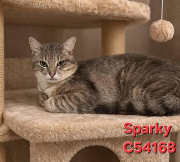 Domestic Short Hair Cats Available for Adoption in Clarksville, Tennessee - Sparky | PetCurious
