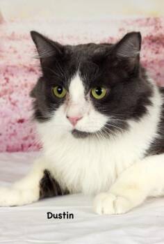 Domestic Short Hair Cats Available for Adoption in Gilbert, Arizona - Dustin (Benny) | PetCurious