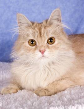 Darling -  Domestic Long Hair Cat for Adoption in Gilbert, Arizona - Darling | PetCurious