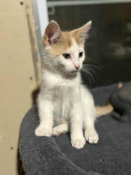 Rescue Domestic Short Hair Cats for Adoption in Minneapolis, Minnesota - South | PetCurious