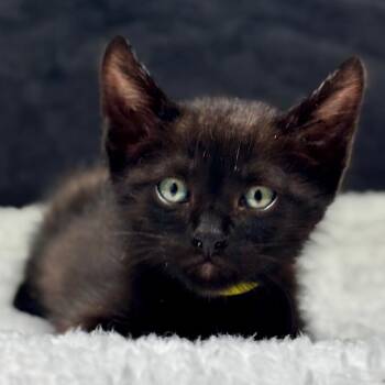 Sunny (yellow) -  Domestic Short Hair Cat for Adoption in Tustin, California - Sunny (yellow) | PetCurious