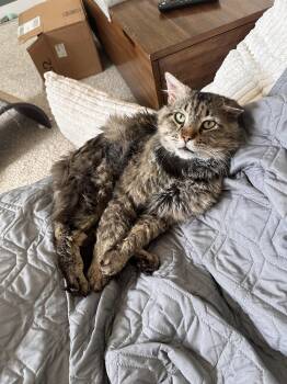 Shia LeFluff -  Domestic Medium Hair Cat for Adoption in Denver, Colorado - Shia LeFluff | PetCurious