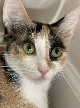 Rescue Calico Cats for Adoption in Culpeper, Virginia - Sweetiefur | PetCurious