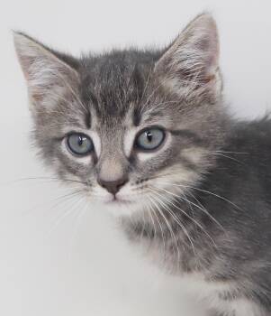 Noah is nothing less than purrfection - SWEETEST boy snuggler -  Tabby and Russian Blue Cat for Adoption in Bedford Hills, New York - Noah Is Nothing Less Than Purrfection - SWEETEST Boy Snuggler | PetCurious