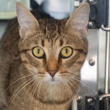 Knuckles -  Domestic Short Hair Cat for Adoption in Asheville, North Carolina - Knuckles | PetCurious