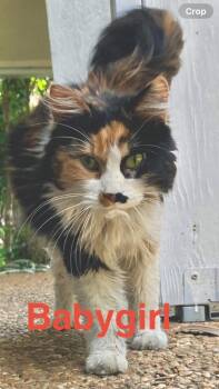 Calico and Domestic Long Hair Cats Available for Adoption in Brookhaven, Mississippi - Babygirl 26 | PetCurious