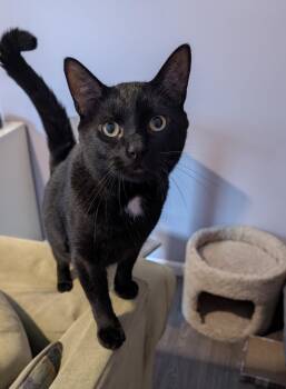 Rescue Domestic Short Hair Cats for Adoption - Antman And Coco | PetCurious