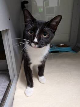 Rescue Domestic Short Hair Cats for Adoption in Louisburg, North Carolina - Will | PetCurious