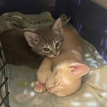 Domestic Short Hair Cats Available for Adoption in Cabot, Arkansas - (Hold) Bingus | PetCurious